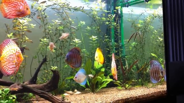 Discus Blue Turquoise Pair