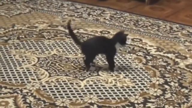 "Кошки, кошки и собака!"