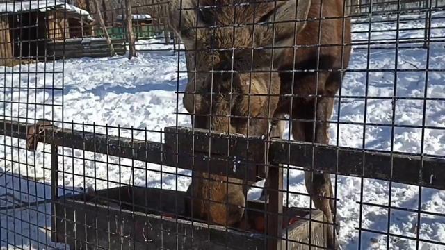 ЛОСЬ АМУРСКИЙ - ОДИНОЧКА / THE AMUR MOOSE IS A LONER