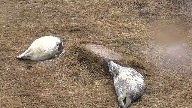 Gray Seal Pupping Cam 01-23-2018 05:17:29 - 06:17:30