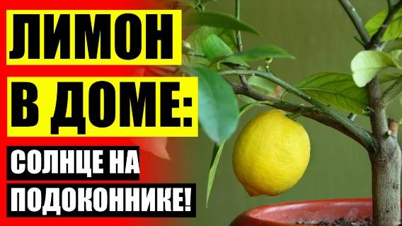 Лимон дома в горшке уход в домашних ⚠ Цветок лимон