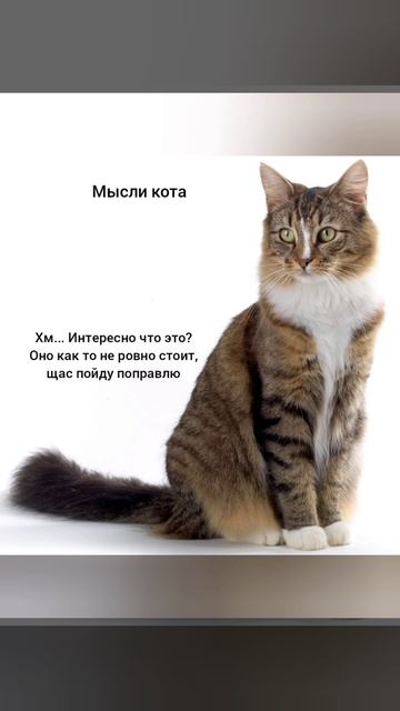 Новый год с котом