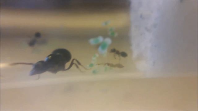 100 Subscribers! Update on all of my Colonies! 4/21/15