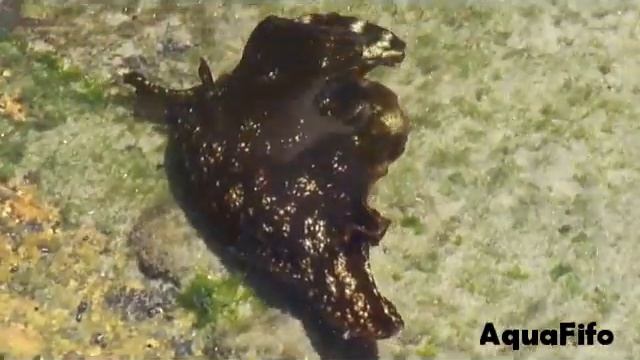 AquaFifo - Aplysia brasiliana