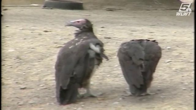 Archives: Endangered African Black Rhinoceros at Cincinnati Zoo