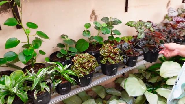 Masih Ada yang Rimbun Super Menor Merona Guedi & bu Broto Kalap mborong HOYA