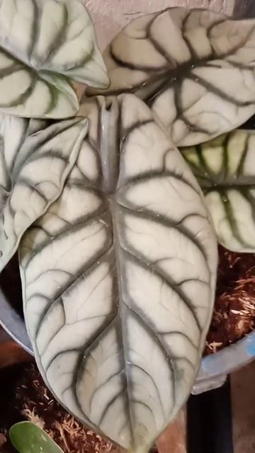 SILVER DRAGON PLANT #shortvideo #plantita#satisfyingvideo