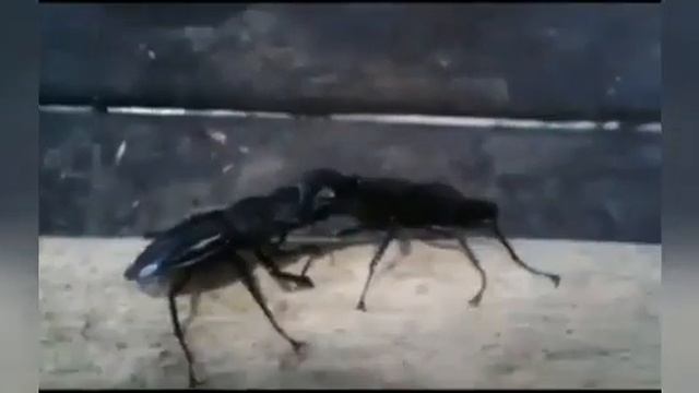 Beetle vs beetle