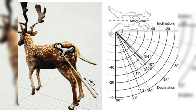 How Did Ancient Humans Hunt? Unveiling the Most Amazing Long-Range Weapon