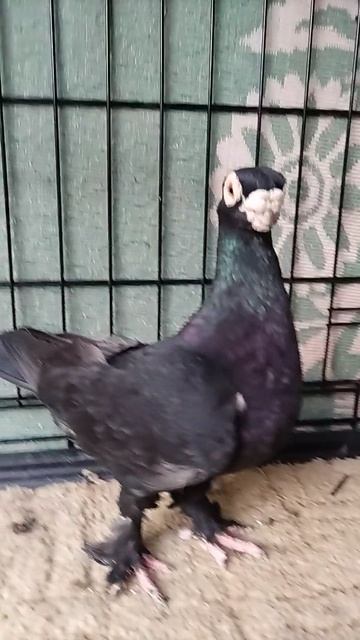 VID_20250220_173059.mp4