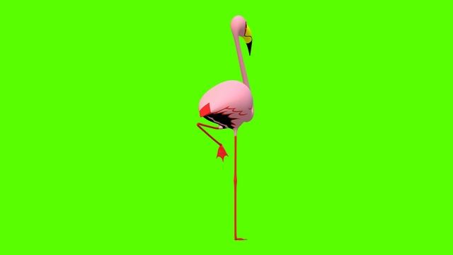 Green Screen | Chroma Key | Animal 4K | Flamingo