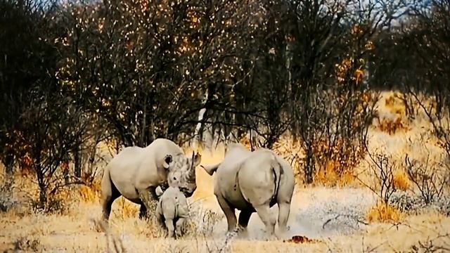 African Rhinoceros are a critically endangered species ||☺️😊😢