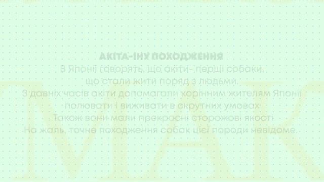 ТВ7+. ТВ-журнал “Доктор Чумаков”. Випуск 32. Акіта-іну