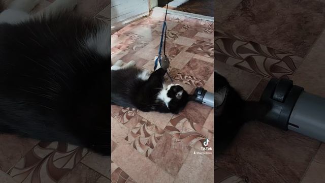 котята играют.