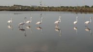 Flamingos in Atlit, Israel