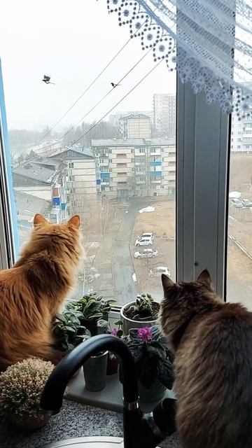 Котики в шоке. Сороки дразнят котов.
