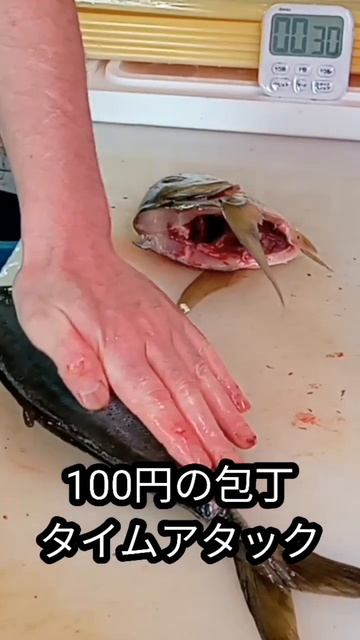 #shorts #高級魚 #チャレンジ #タイムアタック #シマアジ