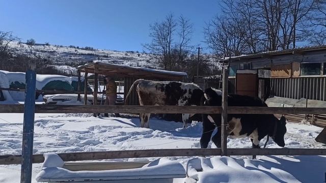 СВОЯ ФЕРМА знакомство Зачем переехали в село???