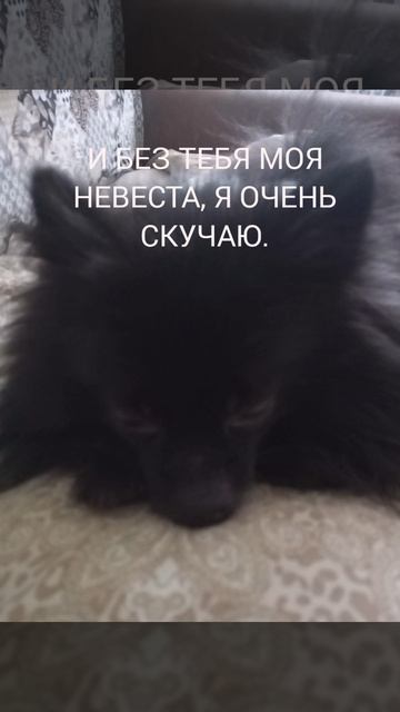 ищем невесту для моего собаки на Блэка.