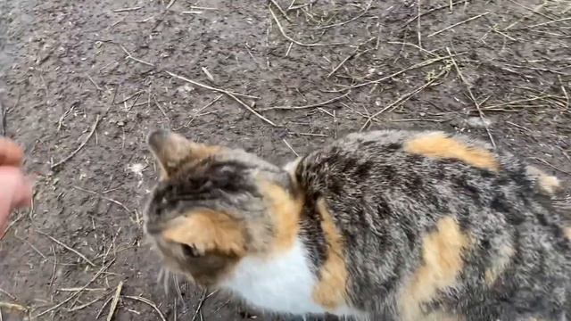 5 марта кот Тузик ждёт хозяина