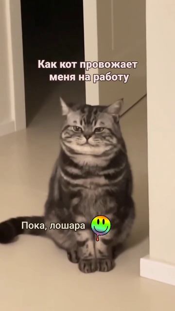 Веселые кошки 10 
#superfannycat #мойдень #шиза #смех #топ #смешноевидео #смешно