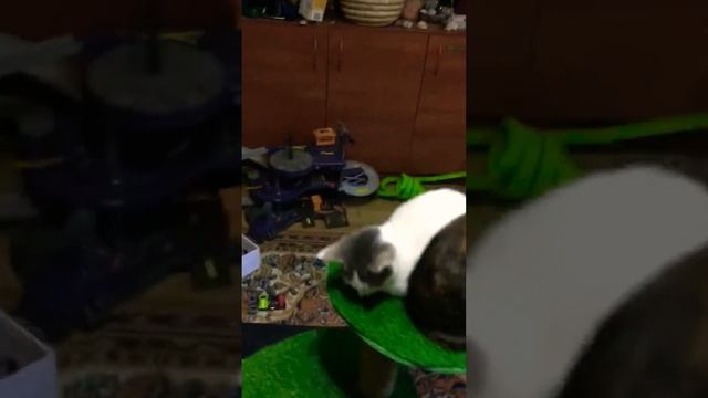 Когтеточка для котят готова😺🐠 #Каксделатькогтеточку #котенок