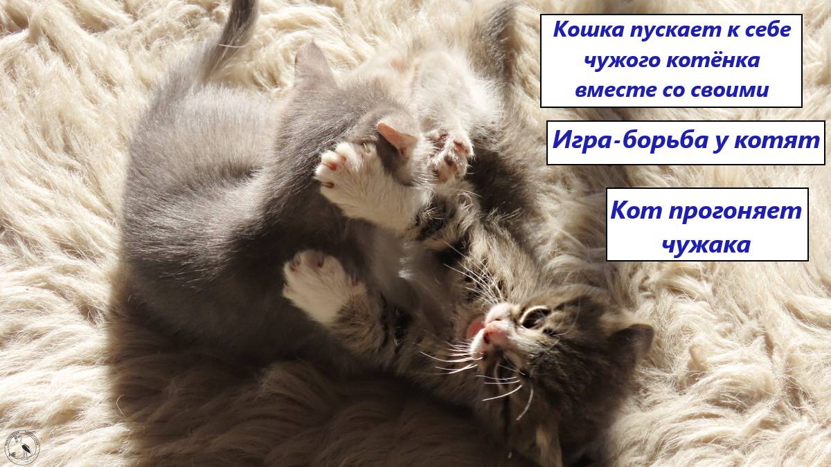 Борьба котят. Кошка пускает чужого котенка вместе со своими, а кот прогоняет чужака