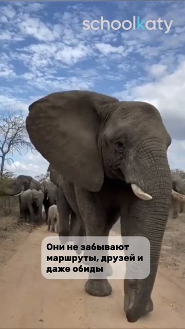 «Память как у слона"
