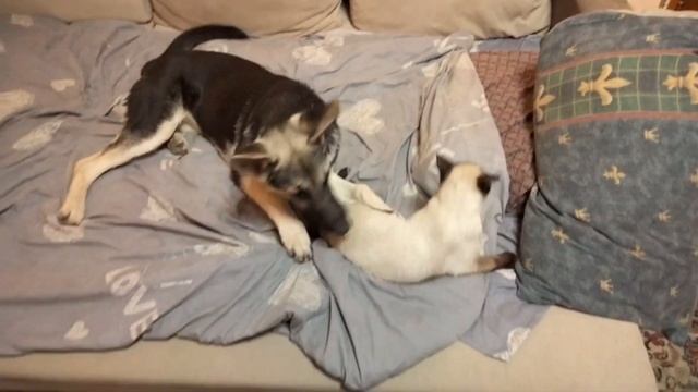 КУСАЧКИ!!! КОТЁНОЧЕК ПАНДА И ОВЧАРКА ГРЭТТА!!!