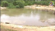 Water Flowing From aTree |SEE SEE TV