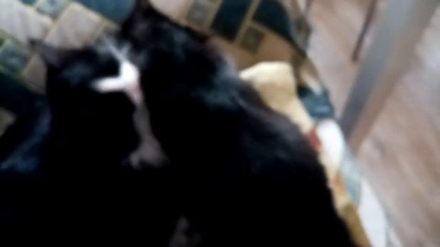 Кошачья нежность #кошки #нежность #жизнь кошек