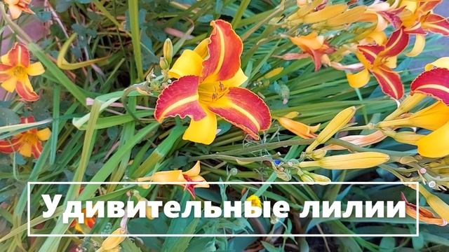 Лилии в полоску. №3 (8)