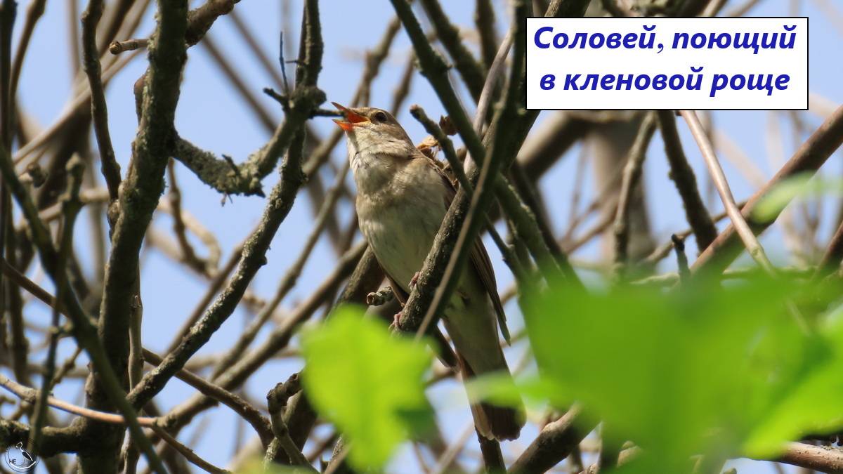 Соловей поёт в кленовой роще в апреле. Тревога соловья. Пение множества других птиц. 28.04.24