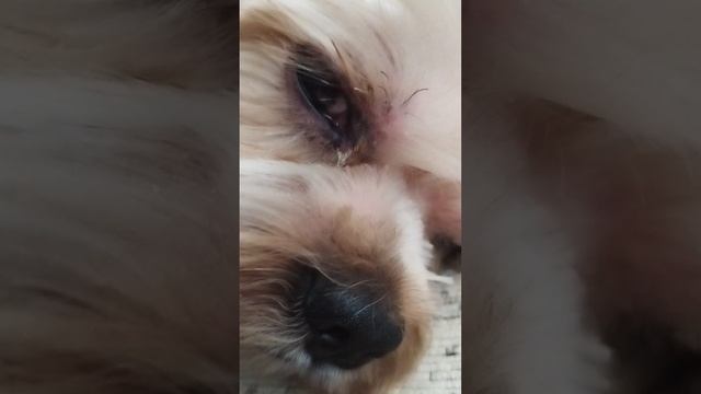 Бигусик! Да да я не только растения против зомби буду снимать!
