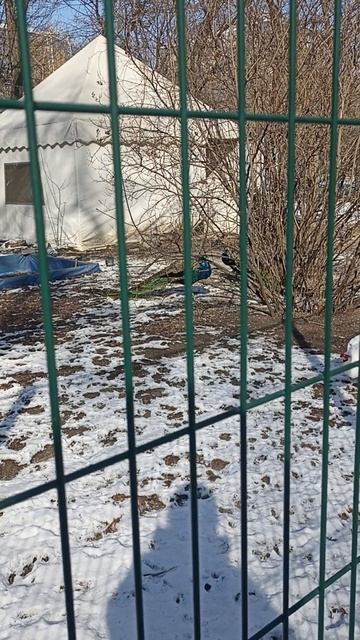 Павлины белые словно снег