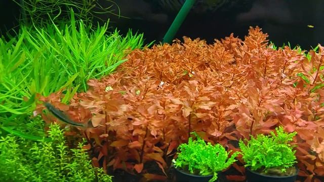 Ludwigia Incilata
