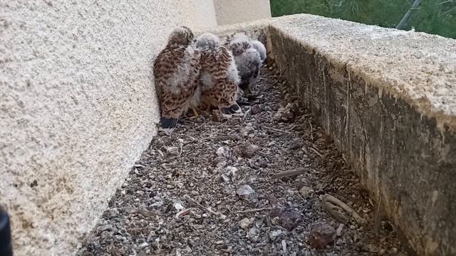 Common Kestrel nest | Гнездо сокола пустельги