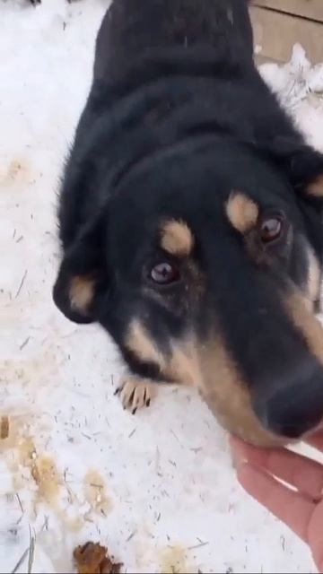 БЫВШЕДОМАШНЯЯ собачка вынуждена коротать свои деньки в ПРИЮТЕ…🐕