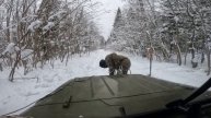 Застряли на УАЗе / Не доехали до таёжной избы / Выбираемся из леса