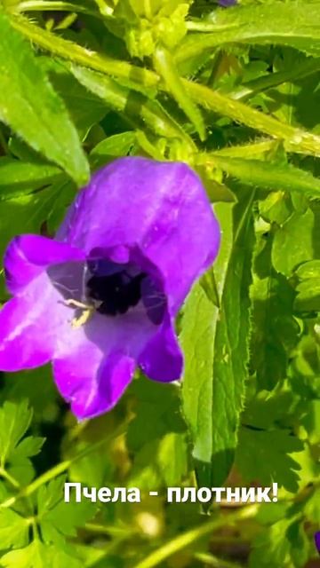 Пчела-плотник фиолетовая или шмель-плотник фиолетовый(лат. Xylocopa violacea) — вид одиночных пчёл.