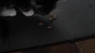 My sneaky little kitten lol
