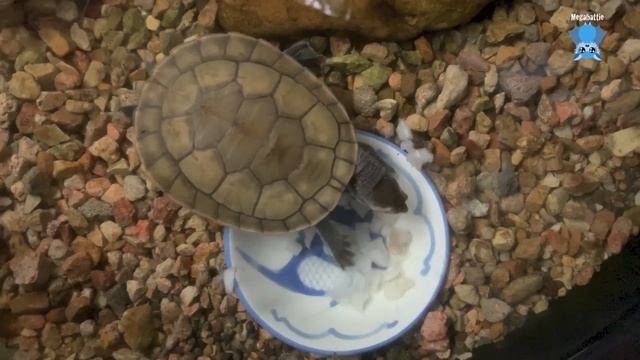 Krefft's River Turtles in care:  these are Michelangelo and Rafael