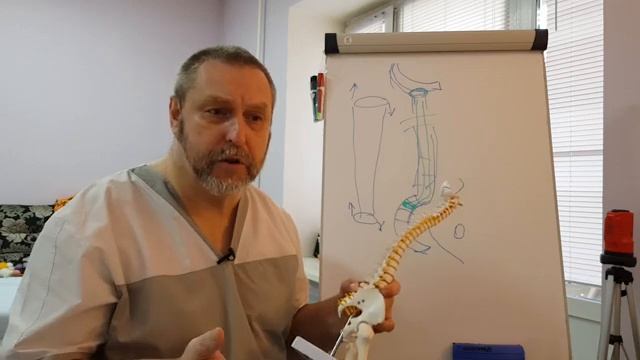 Дисплазия тазобедренных суставов (ТБС). Причина возникновения и способы лечения.