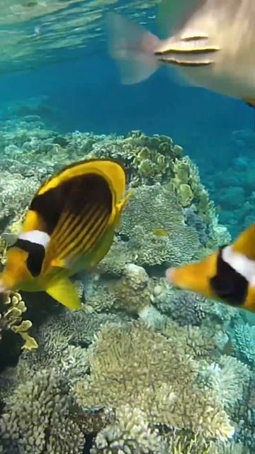 Time for diving. Бухта Sharks bay. Egypt. Red Sea. Египет. Шарм эль Шейх #egypt #diving #fishvideo