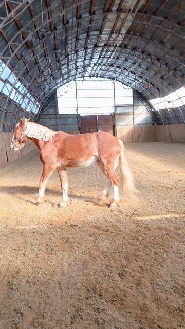 Аквилон, слово пацана. Берейтор Оксана Новикова, #horse #equestrian #лошади #pony #конный спорт