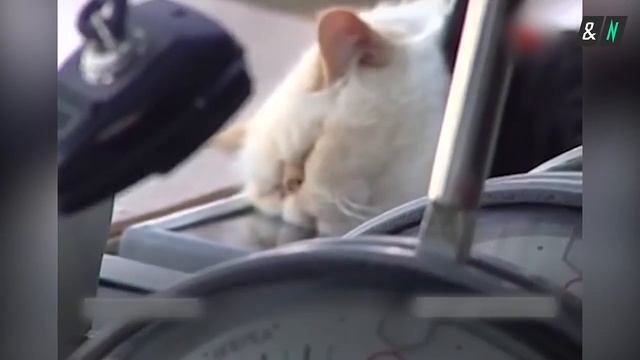 Капитан на корабле!