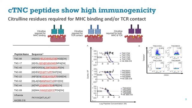 Peptide recognition by T and B cells in rheumatoid arthritis