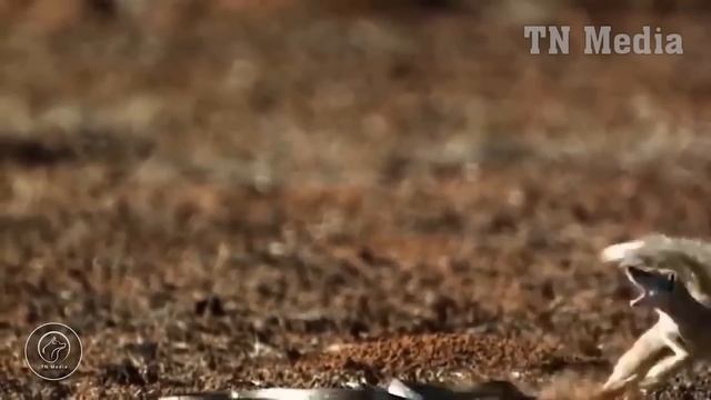 Painful Lion Try To Scratch And Struggle But Could Not Escape Giant Python || Wild Animals Attack