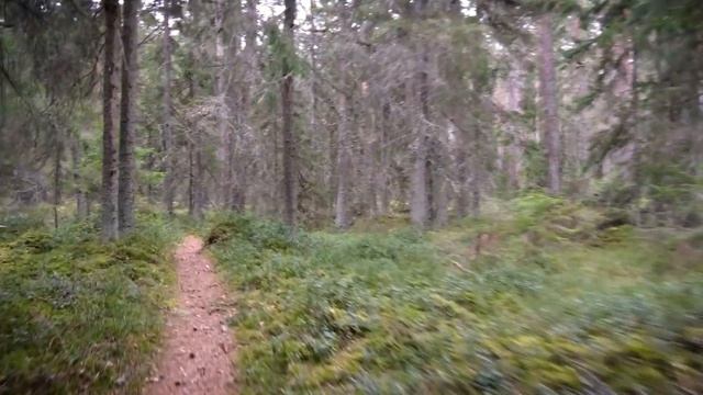Spring forest, Estonia | Весенний лес, Эстония 4K50fps 31.03.2020