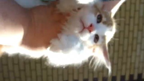 Maine Coon Cherry Hill cattery (питомник)